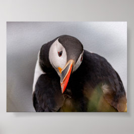 Poster Puffin bird in Iceland