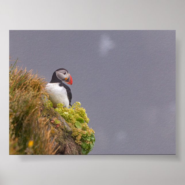 Poster Puffin bird in Iceland (Frente)