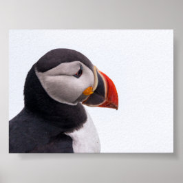 Poster Puffin bird in Iceland