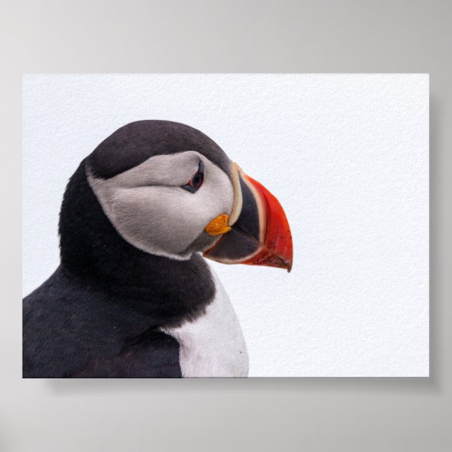 Poster Puffin bird in Iceland (Frente)