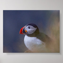 Poster Puffin bird in Iceland