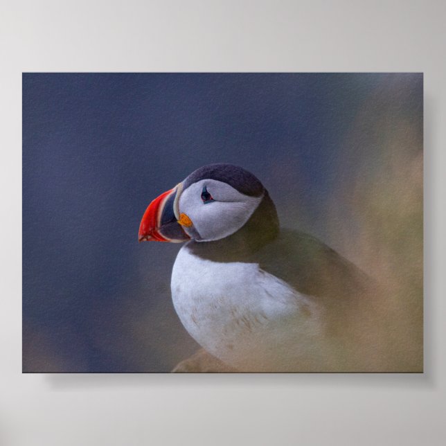 Poster Puffin bird in Iceland (Frente)