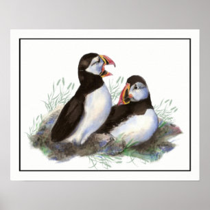 Poster Puffin Oceano, Puffin, Arte para aves
