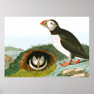 Poster Puffin por John James Audubon