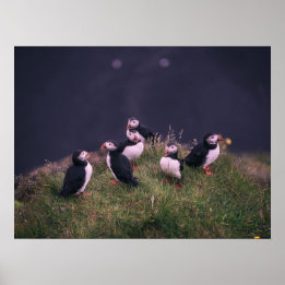 Poster Puffins Atlântico
