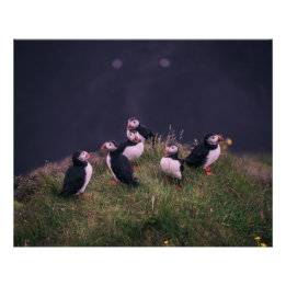 Póster Puffins Atlântico