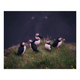 Póster Puffins Atlântico