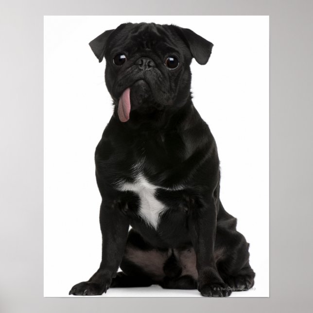 Póster Pug (1 ano) sentado com a língua pendurada (Frente)