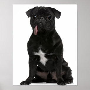 Póster Pug (1 year old) sitting with its tongue hanging