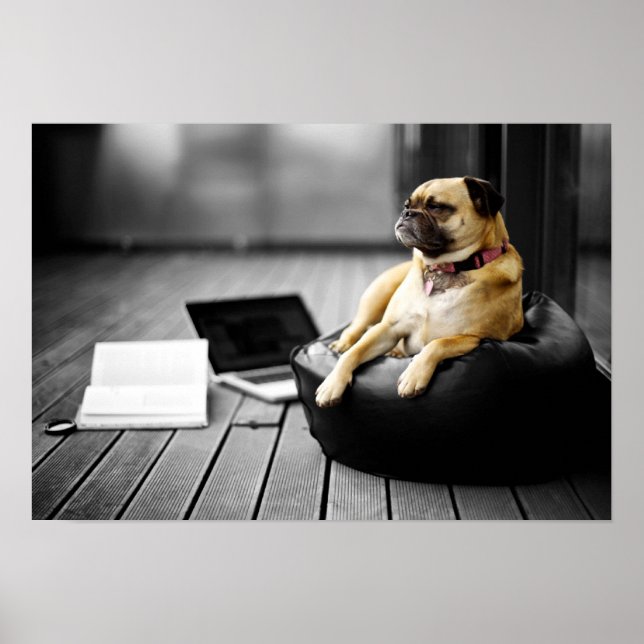 Poster Pug at Rest (Frente)