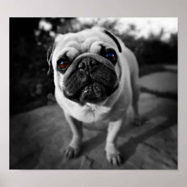 Póster Pug bonito (Frente)