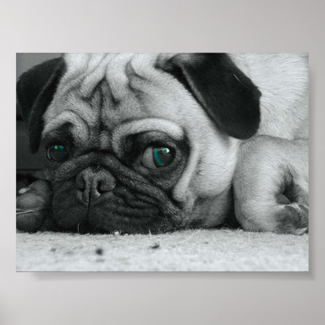 Póster Pug "Breena" (Frente)