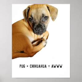 Poster Pug + Chihuahua = Awww Cutest Puppy Mix Nunca