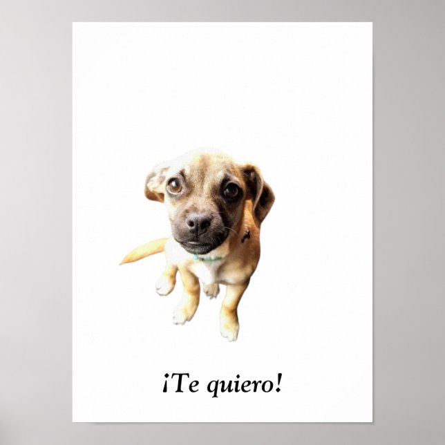 Poster Pug Chihuahua! Cachorro (Frente)