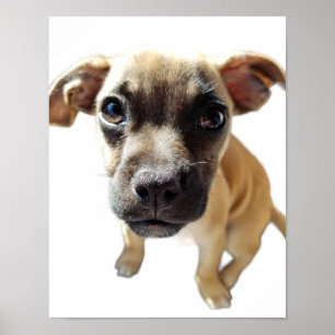 Poster Pug + Chihuahua = Cachorro Puppy Mais Putpy
