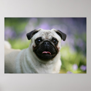 Póster Pug da jovem corça no alerta