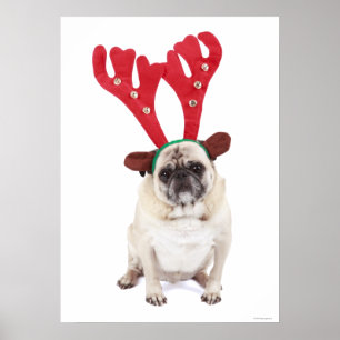 Póster Pug de vista embaraçado que veste os Antlers da