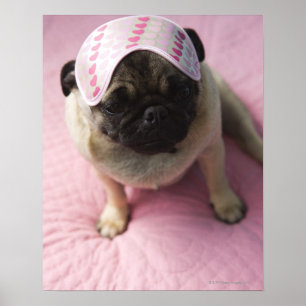 Poster Pug dog com máscara de olho na cabeça sentada na c