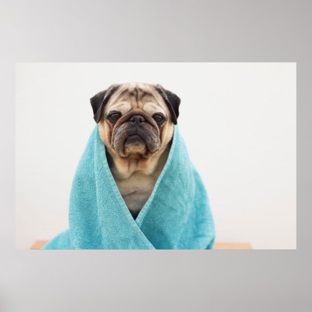Poster Pug em uma toalha (Frente)