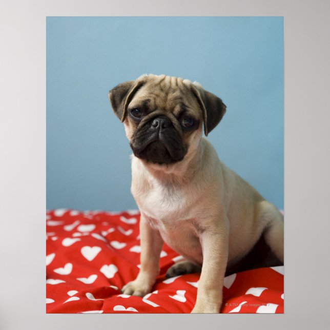 Poster Pug Heart Puppy (Frente)