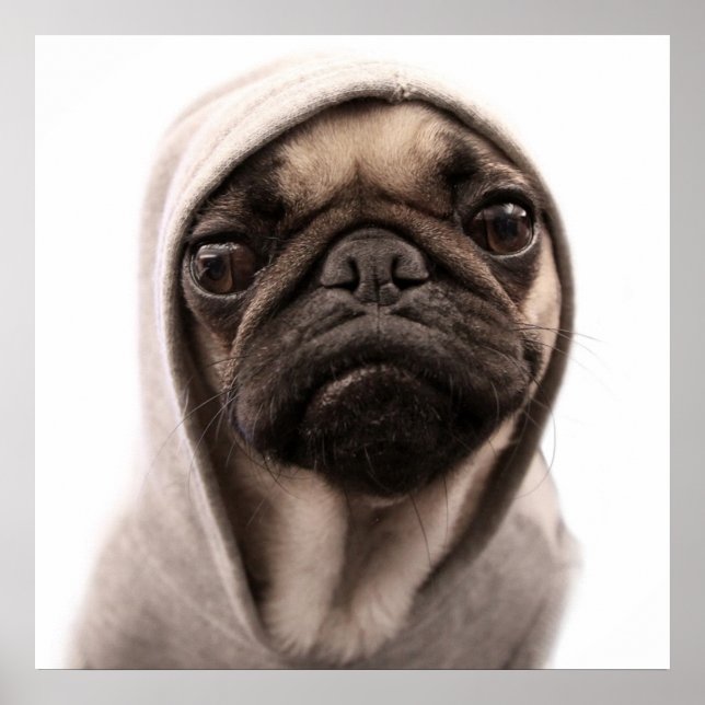 Poster Pug In A Hoodie (Frente)