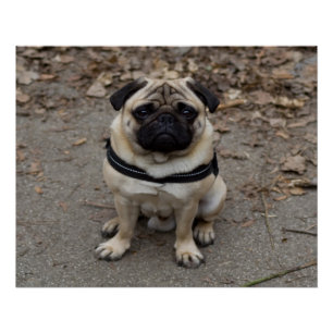 Póster Pug Muito Grave