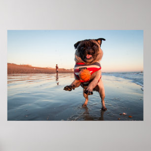 Poster Pug Playing Ball on Beach