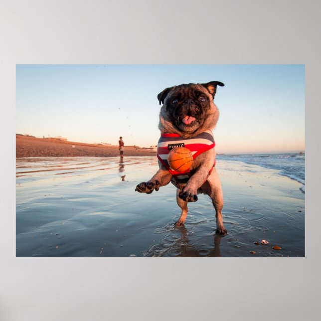 Poster Pug Plays Ball on Beach (Frente)