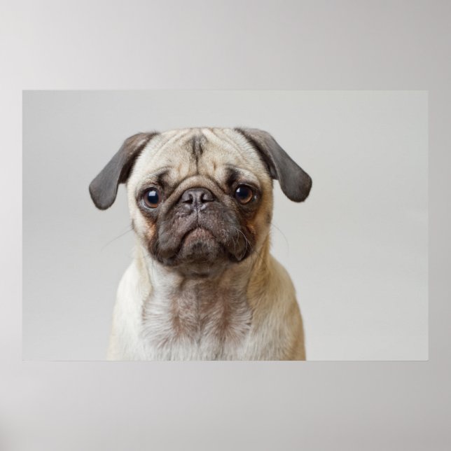 Poster Pug Portrait (Frente)