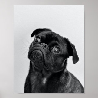 Poster Pug Preto Adulto