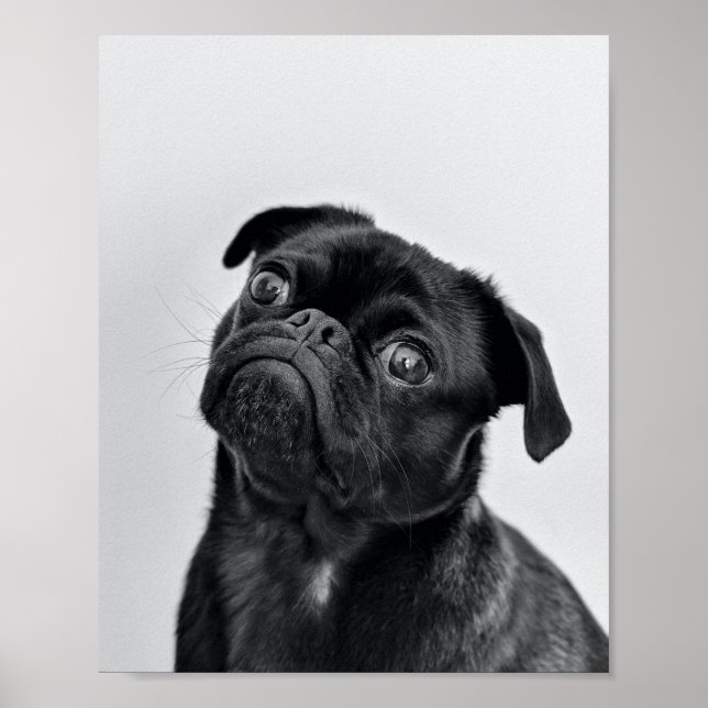 Poster Pug Preto Adulto (Frente)