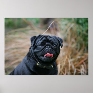 Poster Pug preto que arfa ao olhar a câmera
