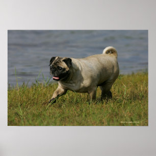 Poster Pug que joga perto da água