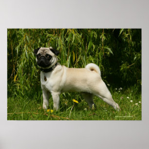 Póster Pug que olha a câmera