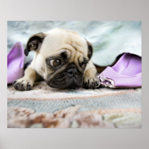 Póster Pug que olha inocente