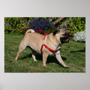 Póster Pug que veste o chicote de fios vermelho