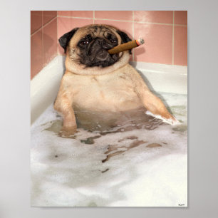 Poster Pug Taking Bubble Bath