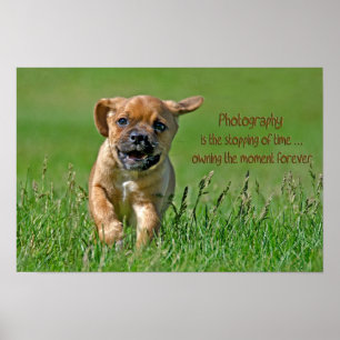 Poster Puggle no funcionamento