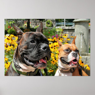 Poster Pugilista Baxter Bella 8