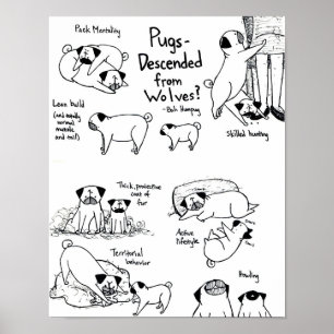Poster Pugs descidos dos lobos?