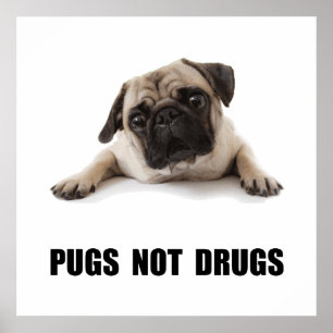 Póster Pugs Não Drogas
