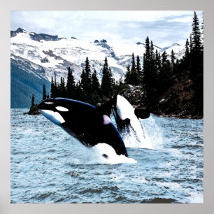 Póster Pulando a orca