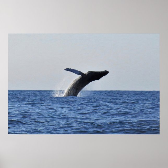 Poster Pulando Humpback (Frente)