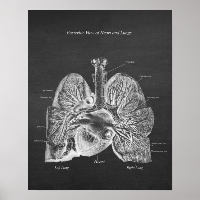 Poster Pulmões Anatomia Cardíaca Visão Posterior (Frente)