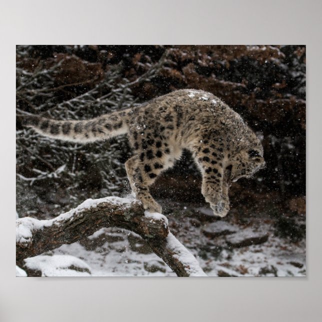 Poster Pulseira de Leopardo de Neve (Frente)
