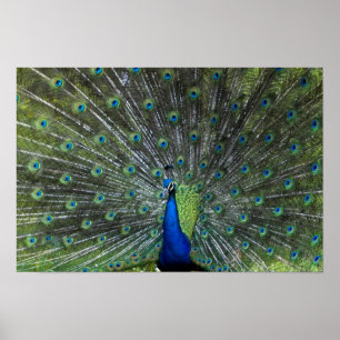 Poster Pulverização de Peacock