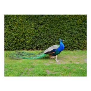 Póster Pulverização de Peacock