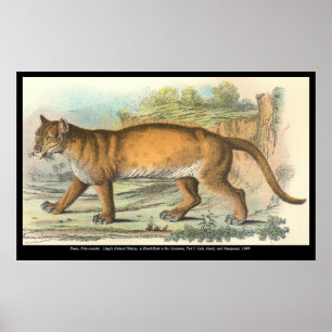 Poster Puma