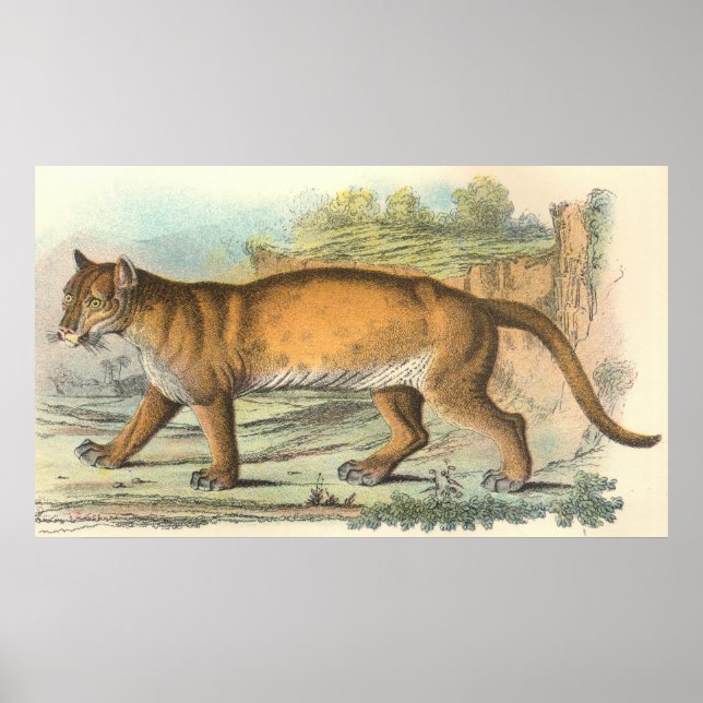 Póster Puma (Frente)
