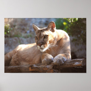 Póster Puma 1